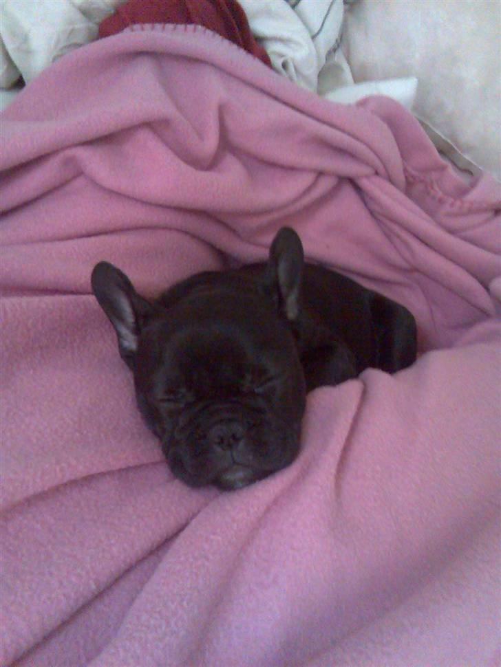 Fransk bulldog Ducal - Man må vel gerne tage en lille lur ikk..? billede 10