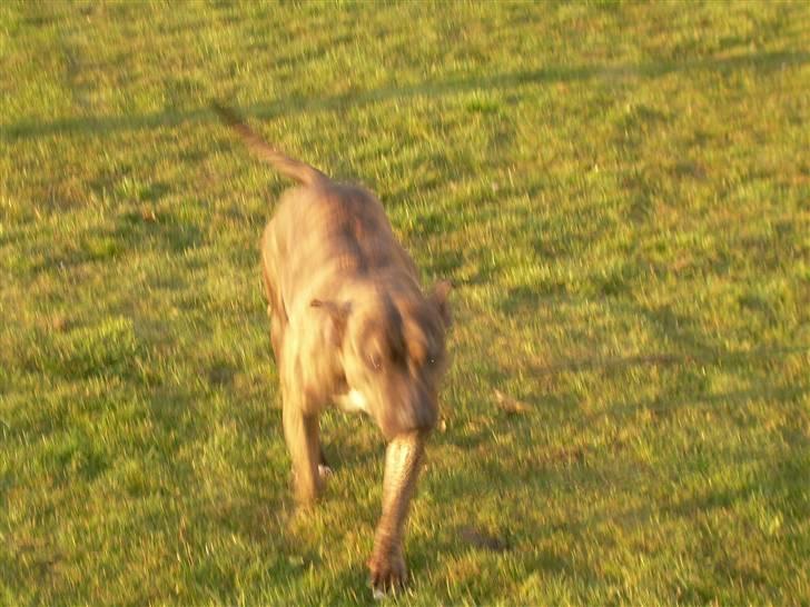 Amerikansk staffordshire terrier Lucy billede 7