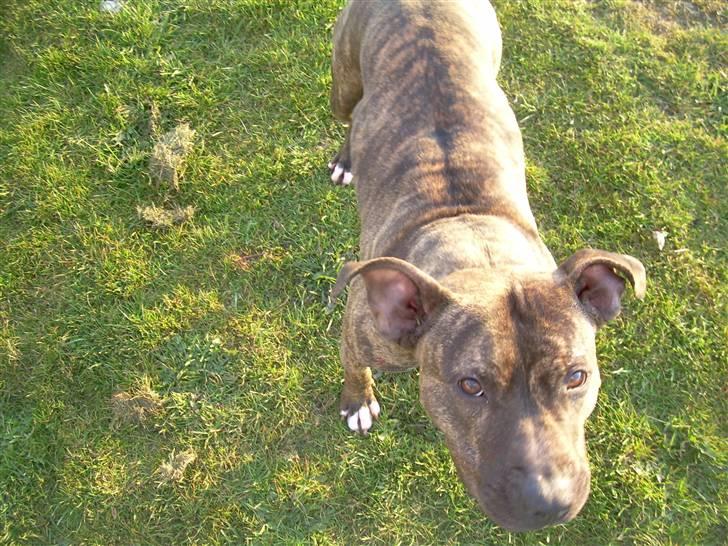 Amerikansk staffordshire terrier Lucy billede 8