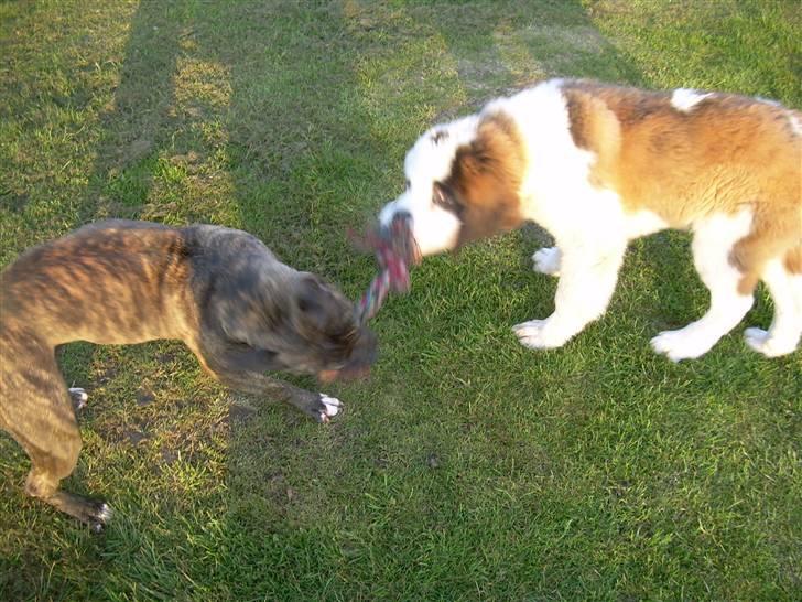 Amerikansk staffordshire terrier Lucy - d. 16/4 vi leger lige lidt.. billede 9