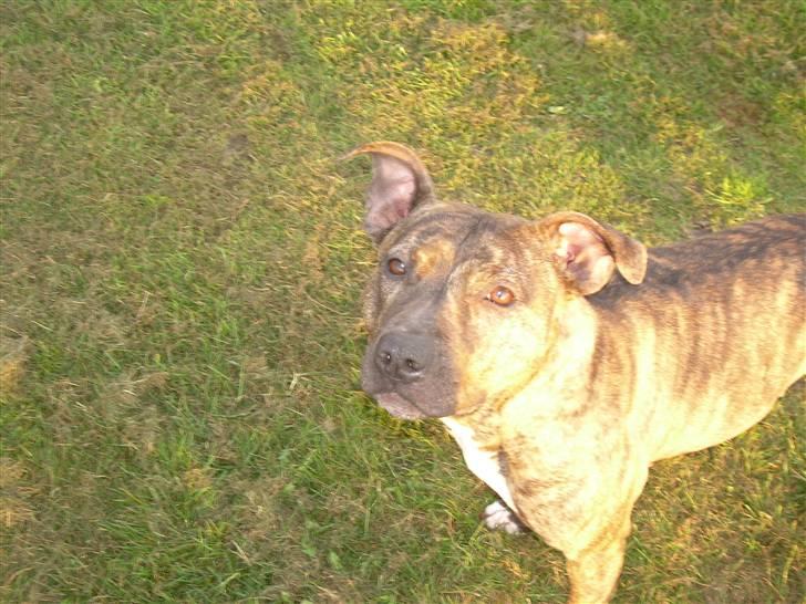 Amerikansk staffordshire terrier Lucy - kast nu det reb... billede 10