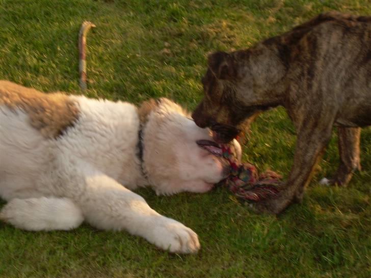 Amerikansk staffordshire terrier Lucy - nåå overgir´du dig snart??:-) billede 11