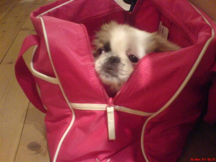 Pekingeser Tøzen billede 15