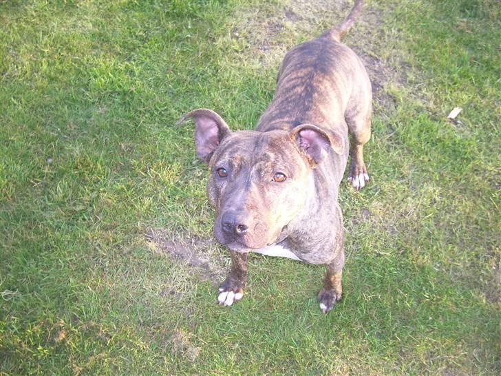 Amerikansk staffordshire terrier Lucy - kom nu igang.. billede 13
