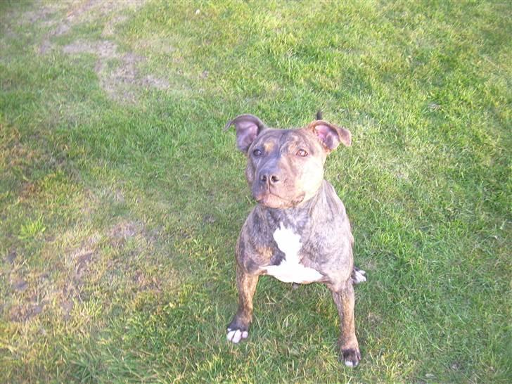 Amerikansk staffordshire terrier Lucy - nu sidder jeg pænt, kast nuuuu. billede 14