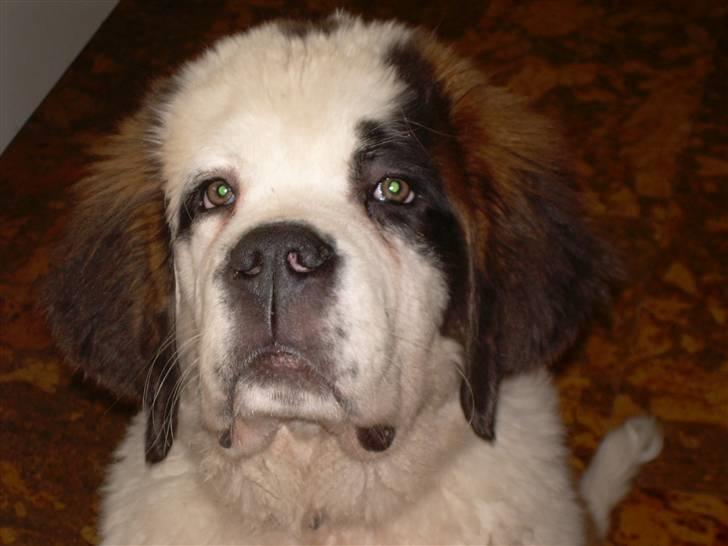 Sankt bernhardshund Anton - kan i se mig?? billede 8