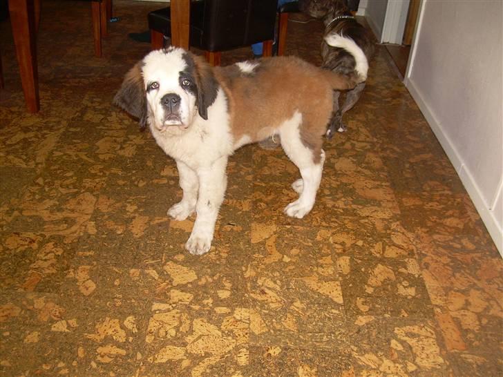 Sankt bernhardshund Anton billede 9