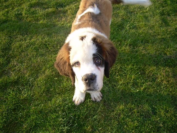 Sankt bernhardshund Anton billede 10