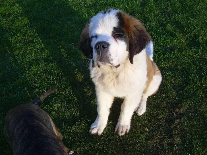 Sankt bernhardshund Anton - åhh solen er skarp.. billede 11