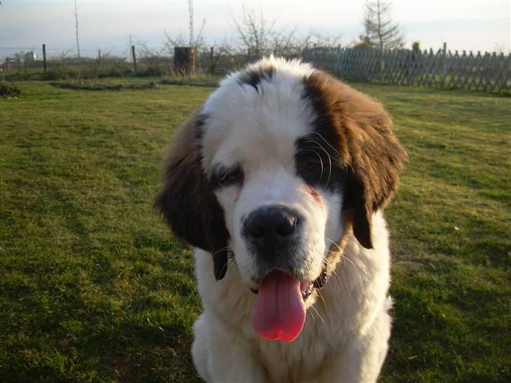 Sankt bernhardshund Anton - jeg er helt forpustet. billede 12