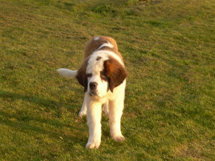 Sankt bernhardshund Anton - jeg er altså lidt træt. billede 14