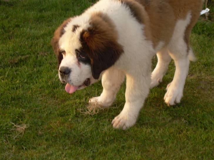 Sankt bernhardshund Anton billede 16