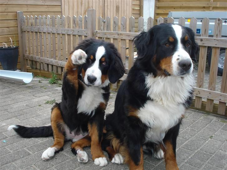 Berner sennenhund KAHLUA - Hi5 billede 20