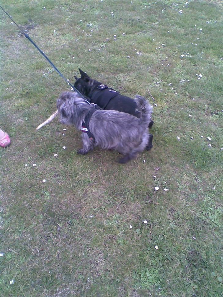 Fransk bulldog Tarzan billede 11