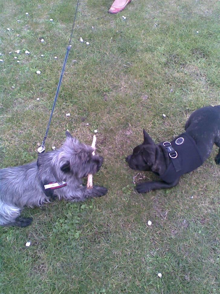 Fransk bulldog Tarzan billede 12