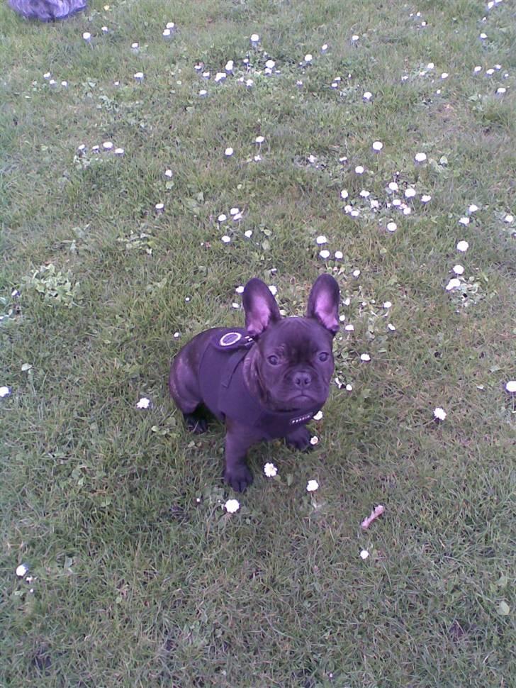 Fransk bulldog Tarzan billede 13