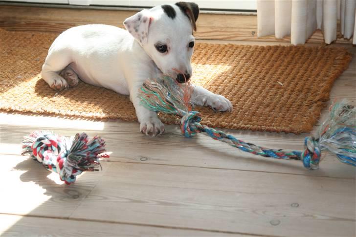 Jack russell terrier *Brænøres Lulu* billede 11