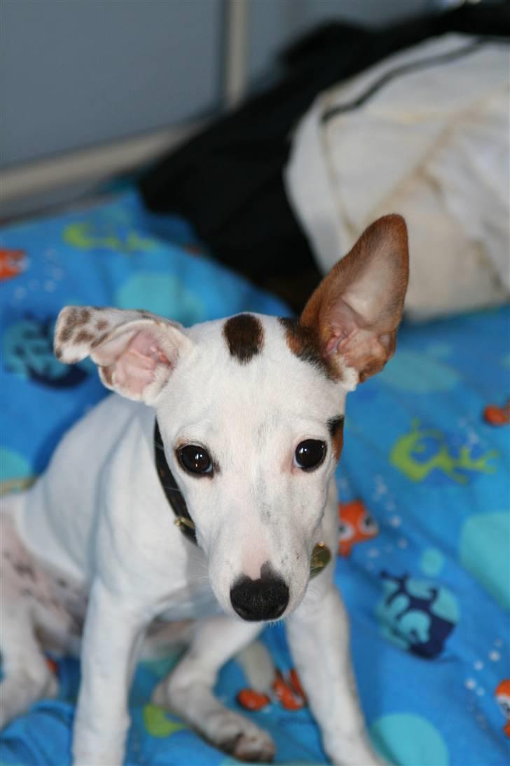 Jack russell terrier *Brænøres Lulu* billede 12