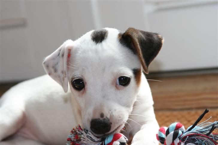 Jack russell terrier *Brænøres Lulu* billede 13