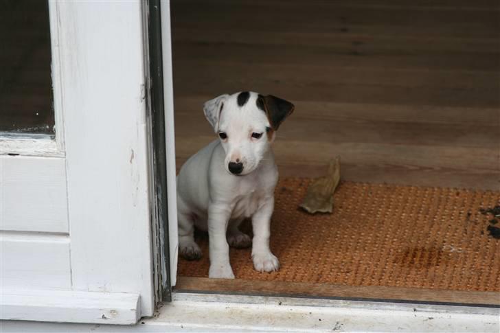 Jack russell terrier *Brænøres Lulu* billede 14