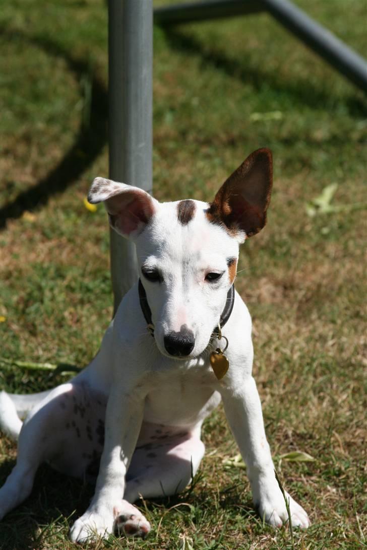 Jack russell terrier *Brænøres Lulu* billede 15