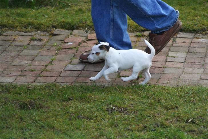 Jack russell terrier *Brænøres Lulu* billede 16