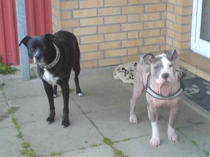 Amerikansk staffordshire terrier Hera billede 9