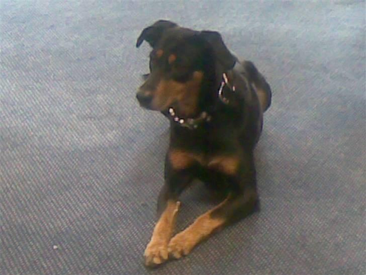 Blanding af racer Laika billede 5
