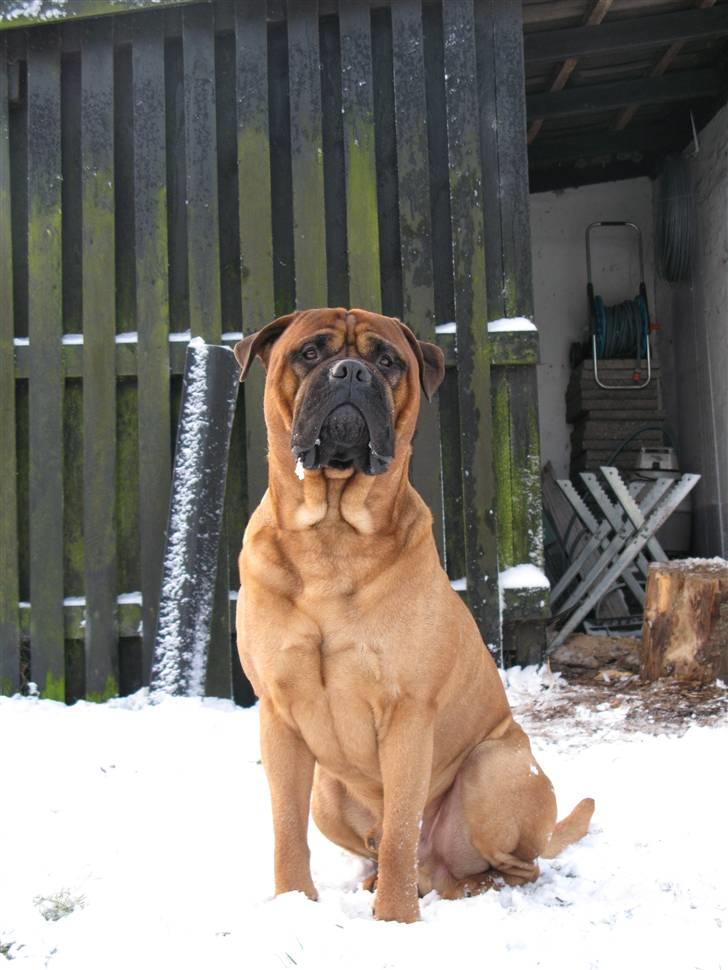 Bullmastiff Sofus - Smukke Sofus billede 1