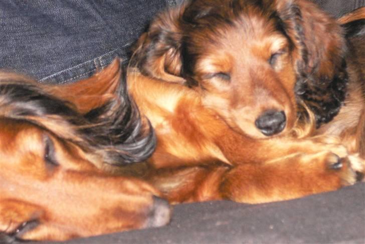 Dværggravhund Emma Himmelhund   - klitmøllers bedste hundeplejemor :) Så kærlig og sød ved Anton..han må Alt !! billede 4