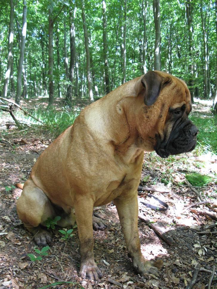 Bullmastiff Sofus - Moaaar - mine poter er altså helt vildt beskidte... billede 2