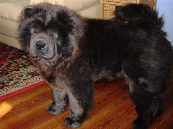 Chow chow Fun-Hais Kurona - nu er jeg blevet en stor pige og er lige blevet parret billede 12