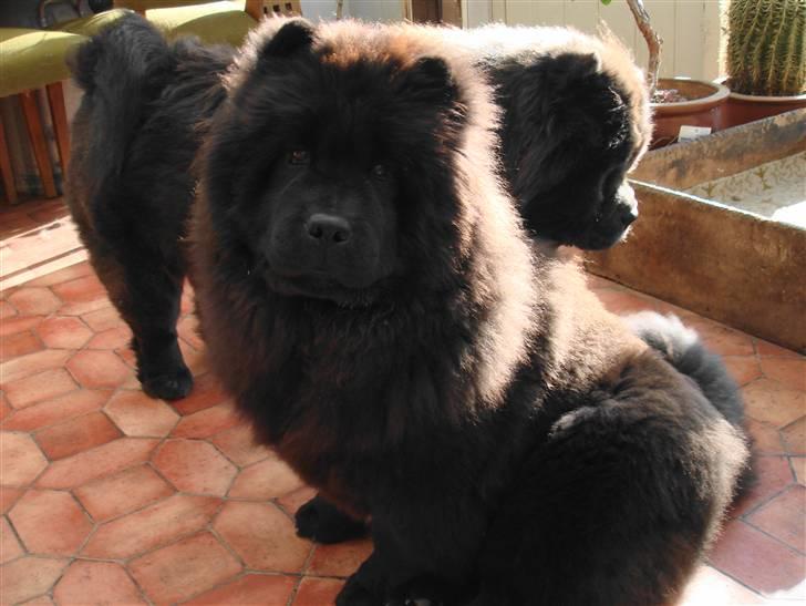 Chow chow Peli`s Tanya of Flensborg - 6 måneder og jeg har lige været på udstilling billede 15