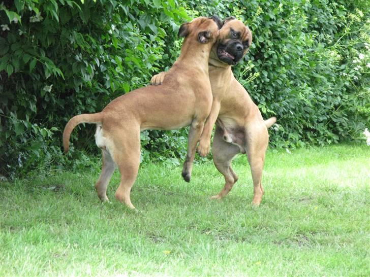 Bullmastiff Sofus - Første dag sammen med Olga billede 3