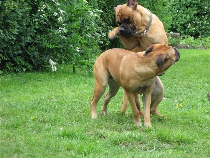 Bullmastiff Sofus - Sofus prøver lykken med sin nye bofælle billede 4