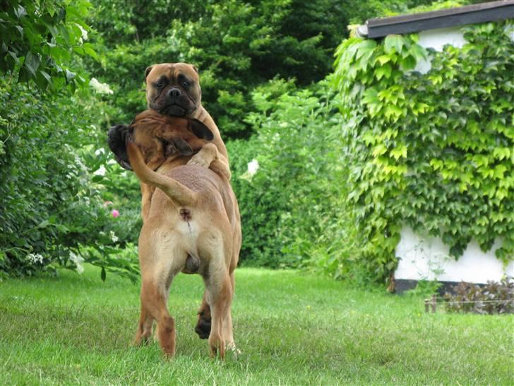 Bullmastiff Sofus - Olga fortæller Sofus, hvor skabet skal stå billede 5