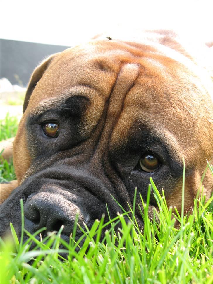 Bullmastiff Sofus - Hvem kan stå for de øjne? billede 6