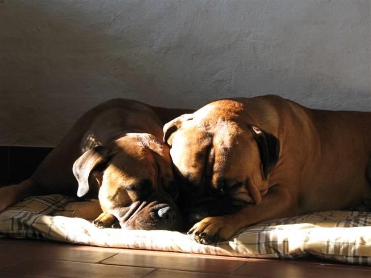 Bullmastiff Sofus - De er da både søde og fotogene, de små bullerbasser. billede 7
