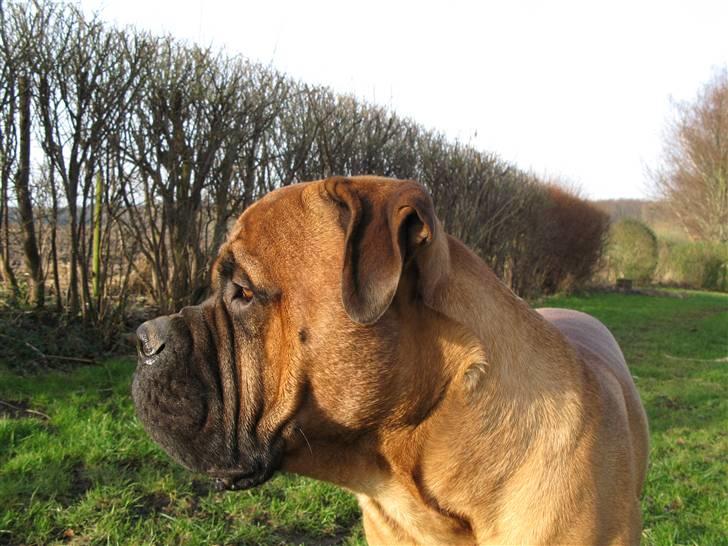 Bullmastiff Sofus - Sofus spejder efter foråret billede 8