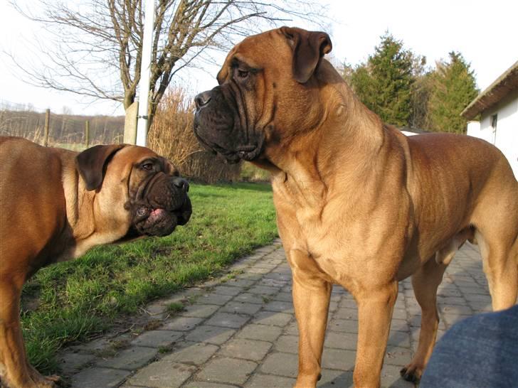Bullmastiff Sofus - Olga skælder ud billede 9