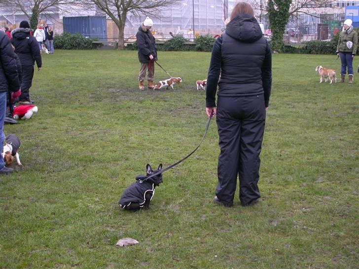 Fransk bulldog *Lulu* *Himmelhund* - Lulu´s 1. dag i hvalpeskolen. Hun var viiildt sur over at ha´ fået fin jakke på:S billede 10