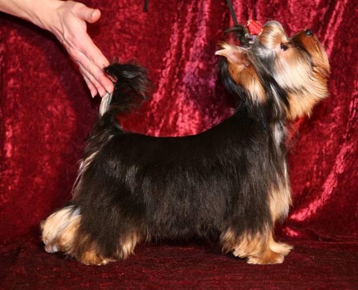 Yorkshire terrier Knight Rider of Padawi´s billede 2