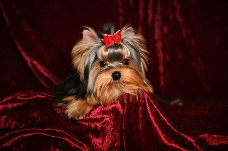 Yorkshire terrier Knight Rider of Padawi´s billede 3