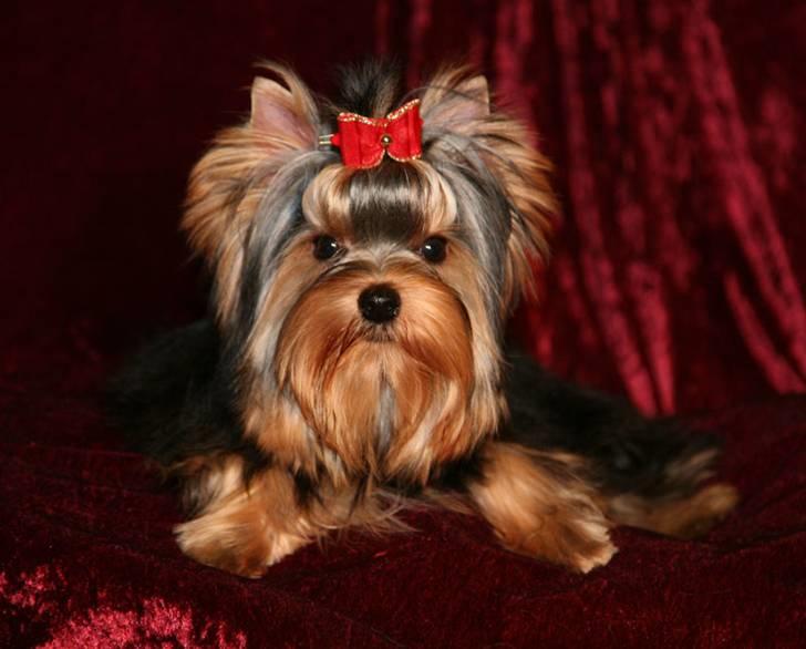 Yorkshire terrier Knight Rider of Padawi´s billede 4