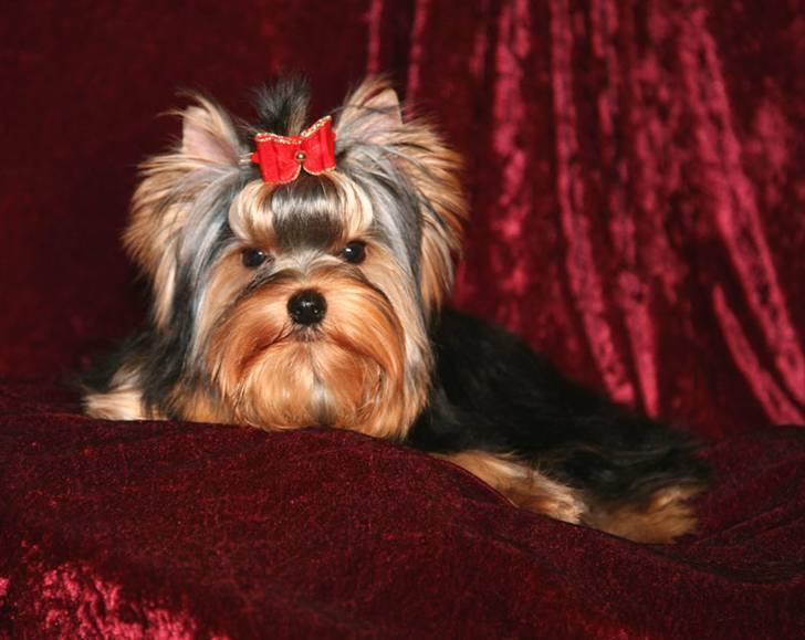 Yorkshire terrier Knight Rider of Padawi´s billede 5