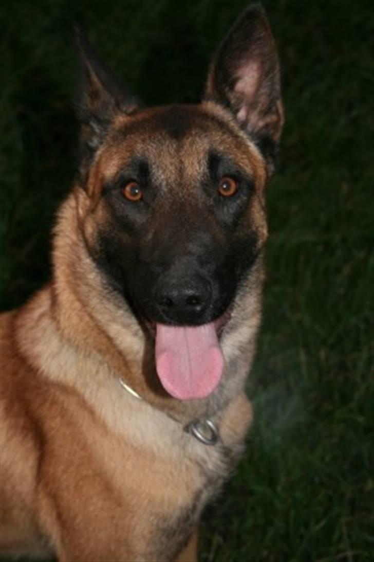 Malinois Vandalen's Iris billede 1