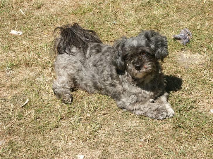 Lhasa apso Freja (tullermus) - sommerdag 2008 billede 1