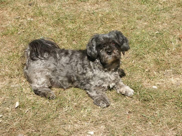 Lhasa apso Freja (tullermus) billede 2
