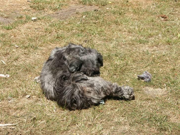 Lhasa apso Freja (tullermus) billede 3