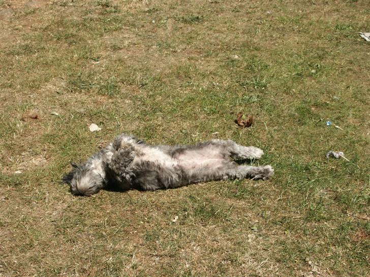 Lhasa apso Freja (tullermus) billede 4